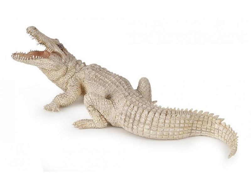 Crocodile Blanc