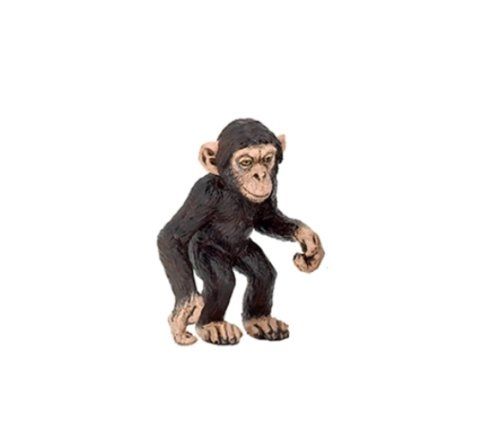 Bébé Chimpanzé