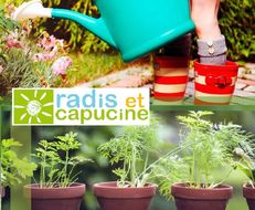 Radis et Capucine - Plante Qui Pétille À Faire Pousser - Pot 8 cm :  : Jardin