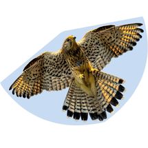 Cerf-volant Faucon GU1230 Günther 1