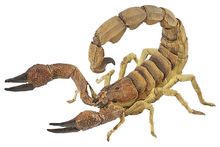 Figurine Scorpion PA50209 Papo 1