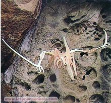 Ptéranodon J0155-261 Bones & More 1