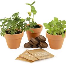 Radis et Capucine - Kits de plantation et coffrets jardinage Bio