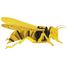 Maquette 3D en papier Frelon FRI-11602 Fridolin 3