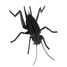 Maquette 3D en papier Cricket FRI-11603 Fridolin 1