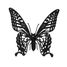Maquette 3D en papier Papillon FRI-11607 Fridolin 2