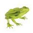 Maquette 3D en papier Grenouille FR-11609 Fridolin 2