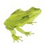 Maquette 3D en papier Grenouille FR-11609 Fridolin 1