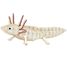 Maquette 3D en papier Axolotl FR-11755 Fridolin 1