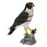 Maquette 3D en papier faucon FRI-11766 Fridolin 2