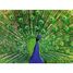Puzzle Paon 500 pièces RAV12001332 Ravensburger 2