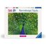Puzzle Paon 500 pièces RAV12001332 Ravensburger 1