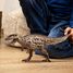 Figurine Carcharodontosaurus SC-15048 Schleich 2