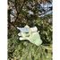 Peluche Drago le dragon 53 cm NE-15210-51 Nemu Nemu 3