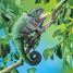 Marionnette à main Caméléon FO-2215 Folkmanis 3