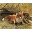 Marionnette à main Renard roux FO-2876 Folkmanis 4