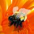 Marionnette à main Abeille FO-3028 Folkmanis 3
