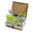 Coffret Mini Potager RC-034139 Radis et Capucine 5