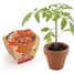 Tomate cerise bio en pot de culture RC-003565 Radis et Capucine 1