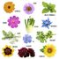 Coffret graines de Fleurs à Papillons RC-039581 Radis et Capucine 5