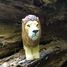 Figurine Lion en bois WU-40451 Wudimals 2