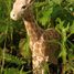 Figurine Girafe en bois WU-40454 Wudimals 2