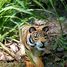 Figurine Tigre en bois WU-40458 Wudimals 2