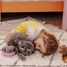 Peluche chat maman et son bébé gris DE74801 Les Déglingos 4