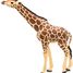 Figurine Girafe tête levée PA50236 Papo 6