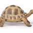 Figurine Tortue d'Hermann PA-50264 Papo 2