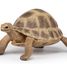 Figurine Tortue d'Hermann PA-50264 Papo 4