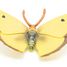 Figurine Papillon souci jaune PA-50288 Papo 3