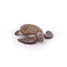 Figurine Tortue caouanne PA56005-2937 Papo 5