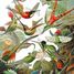 Les colibris HAECKEL WA539-500 Puzzle Michèle Wilson 4