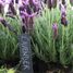 6 marqueurs de plantes en ardoise ED-GT131 Esschert Design 5