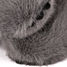 Peluche koala gris lesté 40 cm HO3365 Histoire d'Ours 8