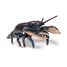 Figurine Homard PA-56052 Papo 3
