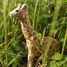 Figurine Girafe en bois WU-40454 Wudimals 3