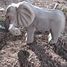 Figurine Eléphant en bois WU-40453 Wudimals 4