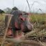 Figurine Hippopotame en bois WU-40457 Wudimals 3