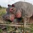 Figurine Hippopotame en bois WU-40457 Wudimals 4