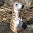 Figurine Suricate WU-40483 Wudimals 2