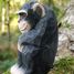 Figurine Chimpanzé WU-40722 Wudimals 3