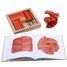 Coffret 40 planchettes rouges et orange avec livre d'art KARLRP22-4356 Kapla 4