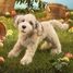 Marionnette à main Chien Labradoodle FO-3136 Folkmanis 3