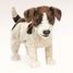 Marionnette à main Jack Russel Terrier FO-2848 Folkmanis 6