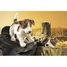 Marionnette à main Jack Russel Terrier FO-2848 Folkmanis 5