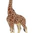 Figurine Girafe mâle PA50149-3612 Papo 5