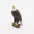 Figurine Pygargue PA50181-5209 Papo 4