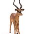 Figurine Impala PA50186 Papo 3